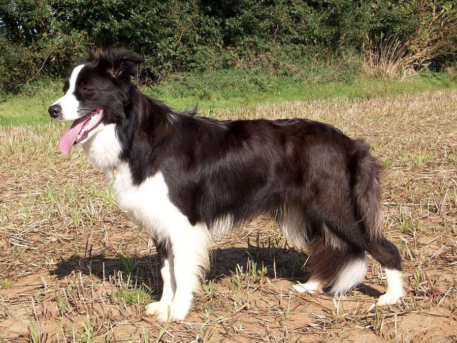 seal border collie