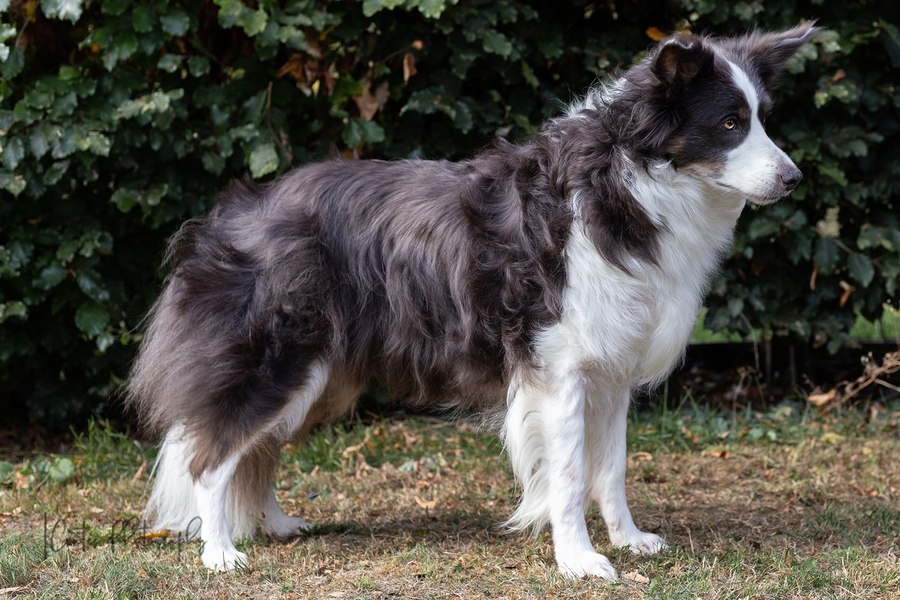 Aviary store border collies