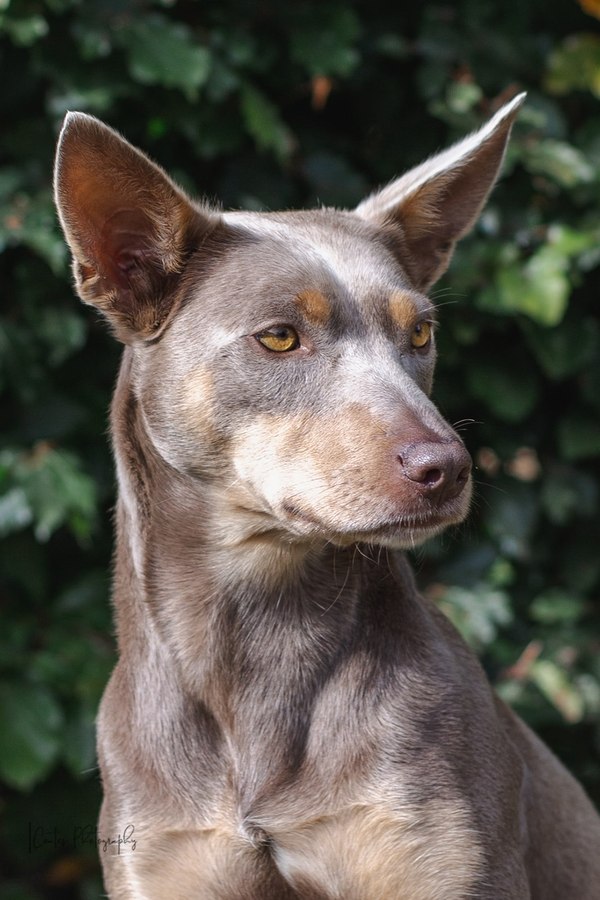 Fawn and tan store kelpie