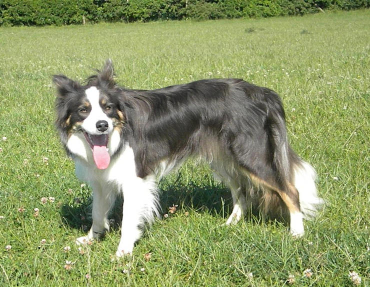 blue tri border collie