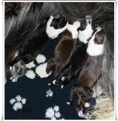The whole gang - a day old