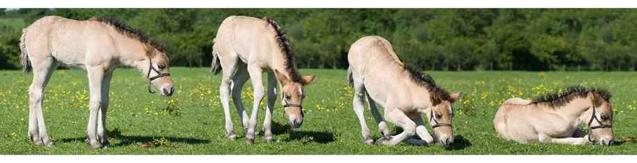 Foal lying down