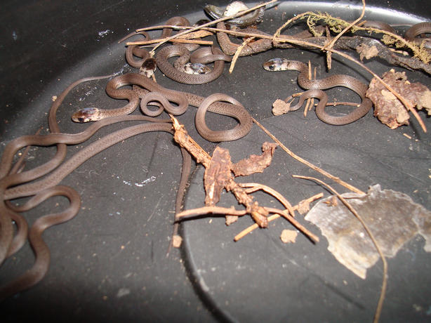 BABY SNAKES