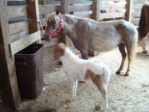 MARE AND FOAL