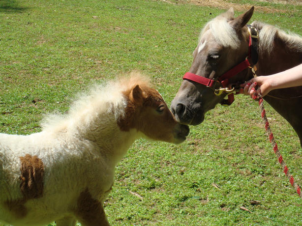 MARE AND FOAL