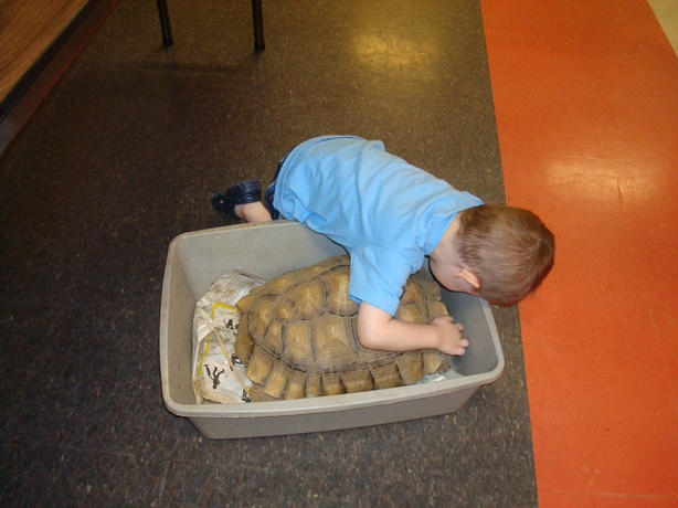 examing the tortoise