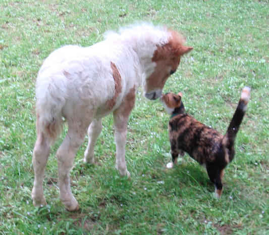 cat meets foal