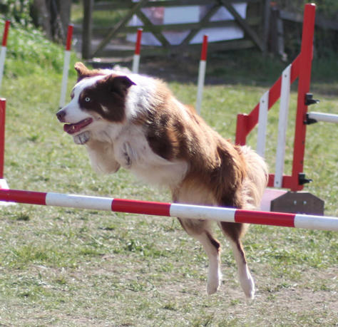 Seabriarbordercollies - Canen Mackley