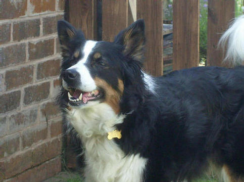 seabriarbordercollies - Mainline Tarn