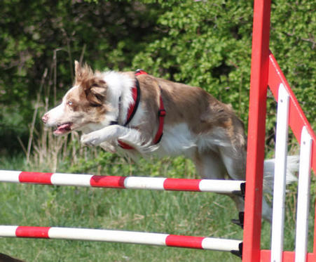 seabriarbordercollies - Canen Tehya