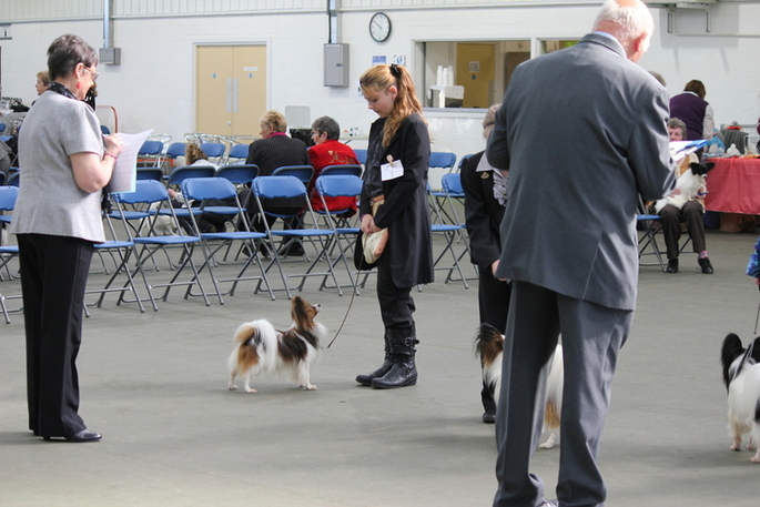 Papillon CH Show 2012