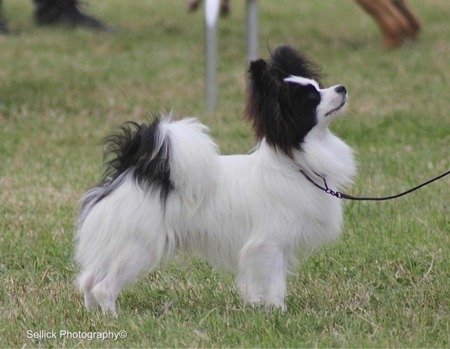 Colin as a [puppy