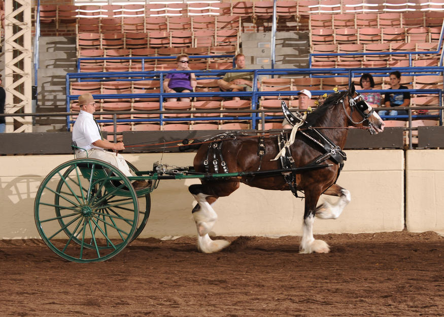 KDJ's Miss Destiny Winning Men's Cart at IL State Fair