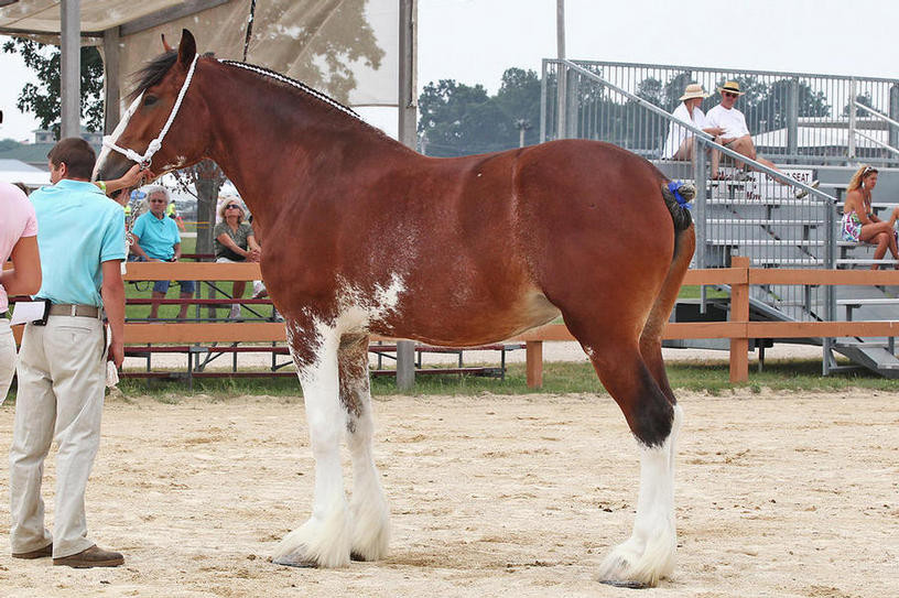 Sandy Acres Classic Storm, Walworth Co Fair 2011