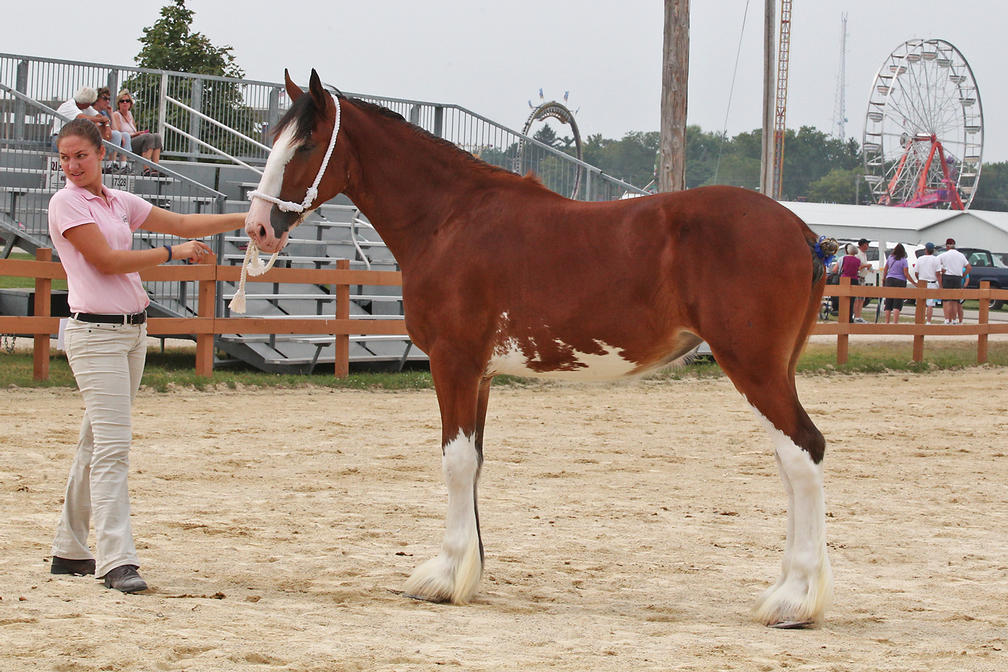 Belleau G.F. Mona at Walworth County Fair