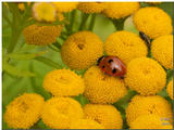 the "tansy" flower from where the centre gets its name