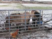 Dolly and Diamond - Dec 2011