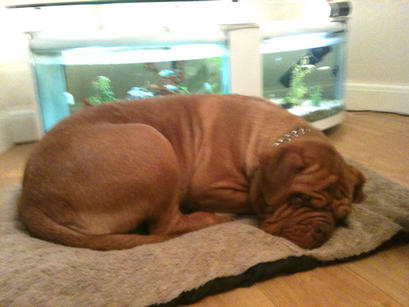 babe having an afternoon snooze !!