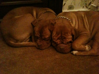babe and benson asleep again