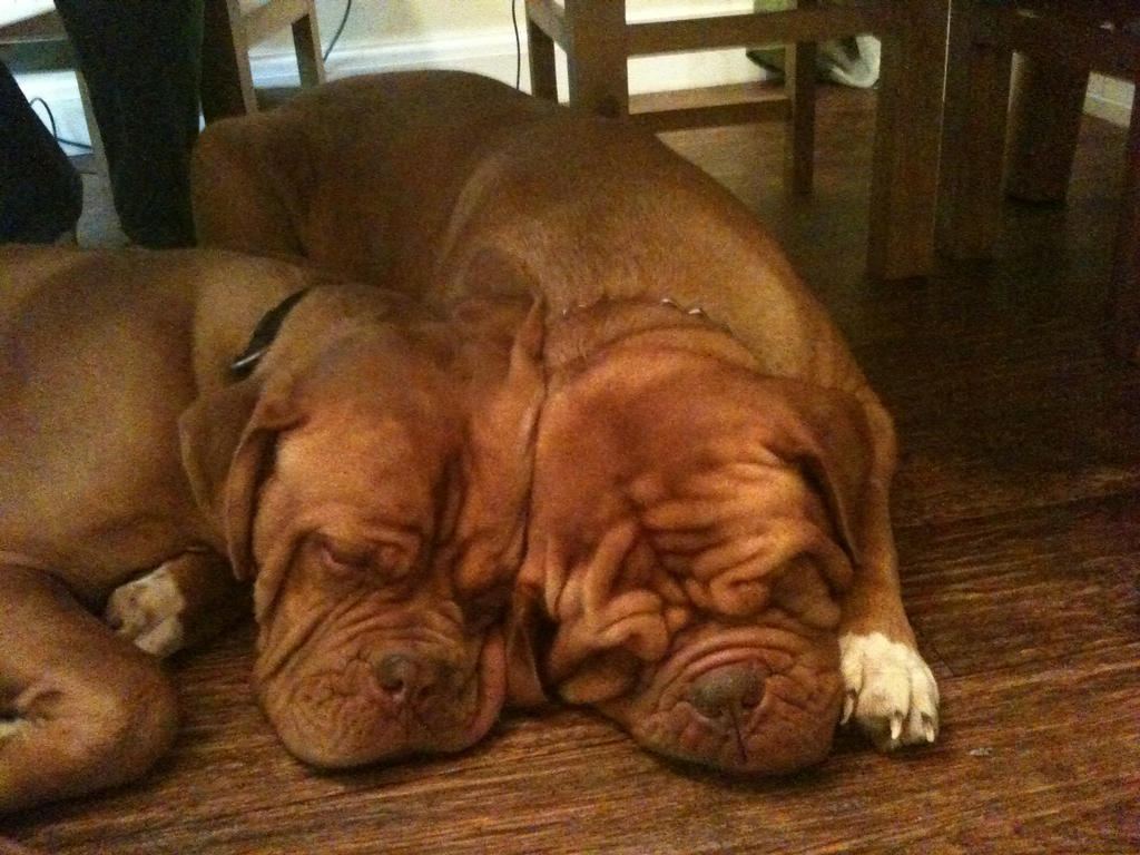 babe and benson asleep