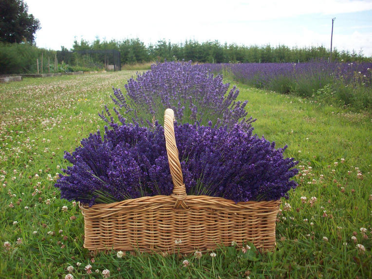 Vibrant Royal Velvet harvested in July