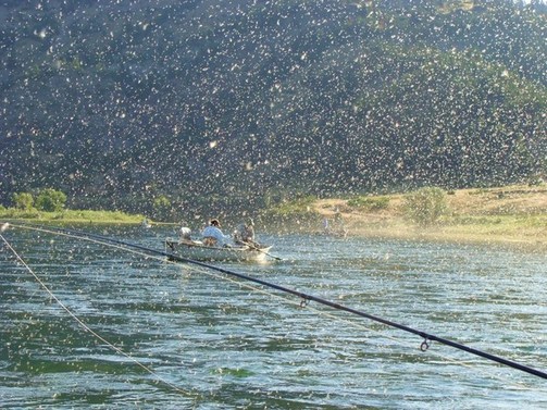 Smith River Montana Hatch Chart