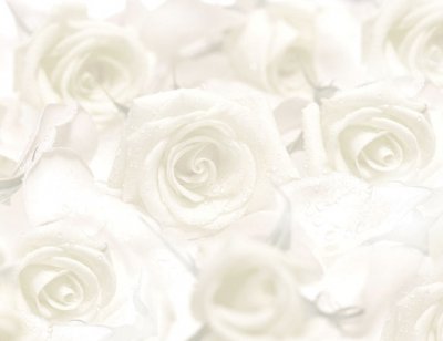 Wedding Program Inserts Cream Roses