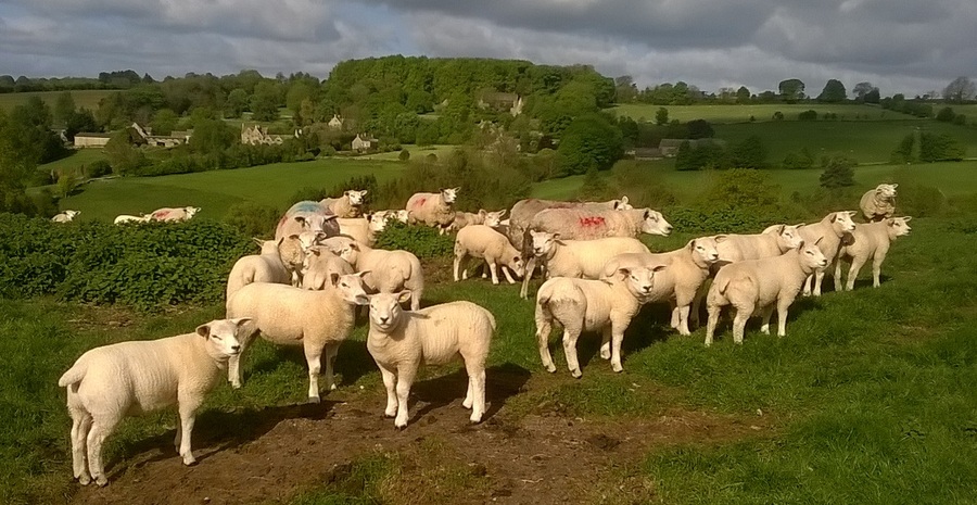 2015 lambs May