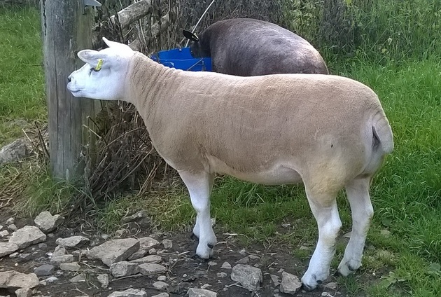 shearling ewe