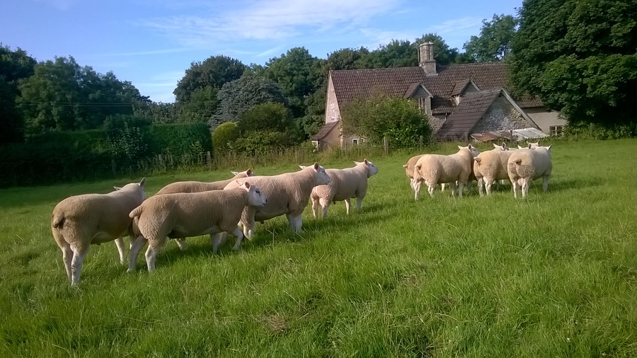 Texel shearling Rams