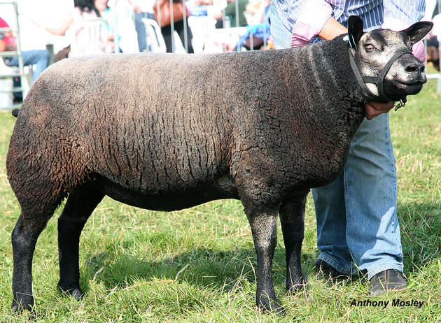 Blue Texel Shearling Ewe