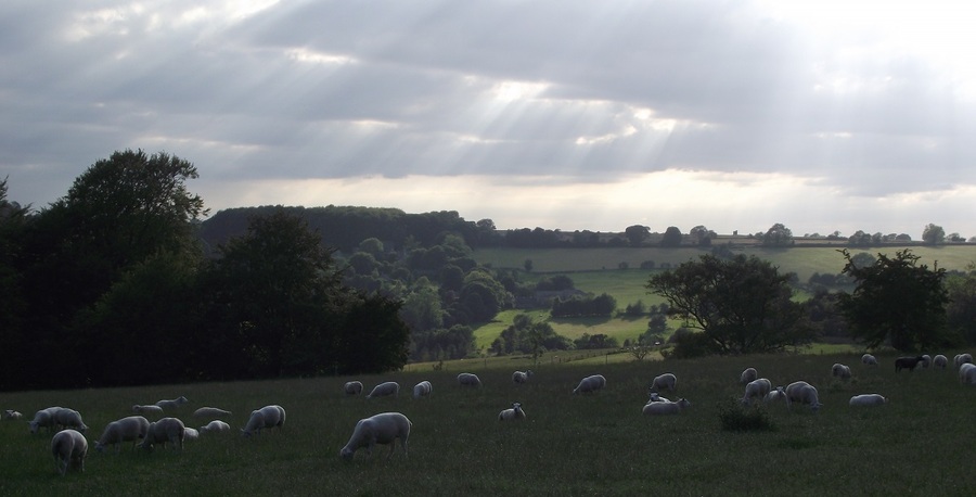 Flock ewes