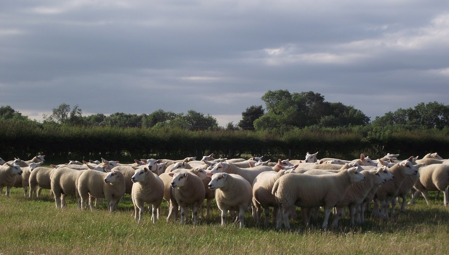 texel lambs