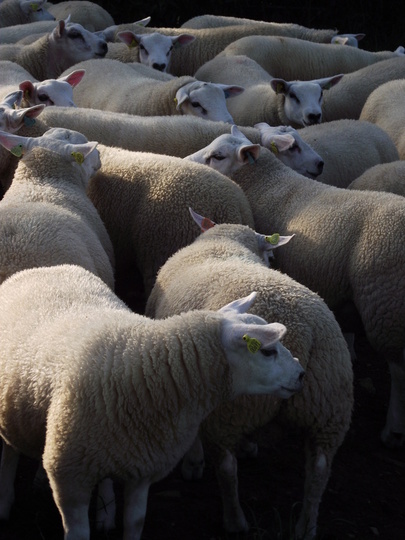 texel lambs