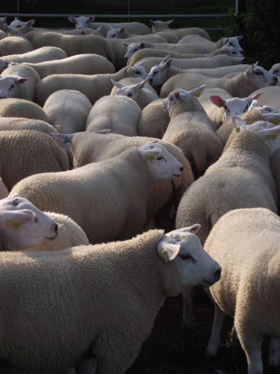 texel lambs