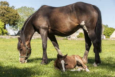 Dash and 2013 foal