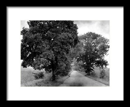 "Summer Trees"