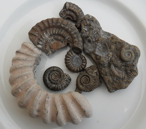 Fossils