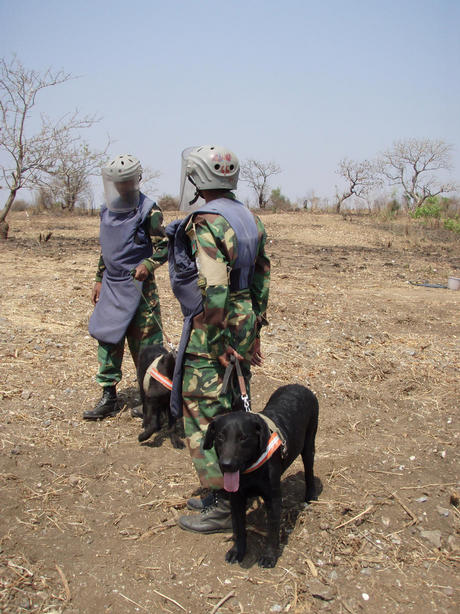 dogs in sudan 2007