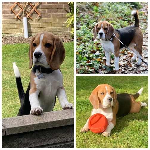 Oscar