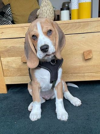 Winston