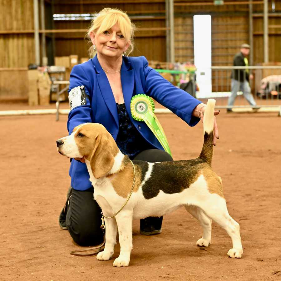 Kingswin Celeste winnin Best Puppy and Reserve Best In Breed