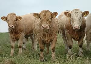 100% British Beef