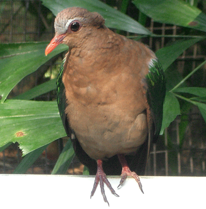 Bird at the Jurong Bird Park