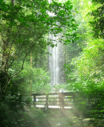 Waterfall at Jurong Bird Park