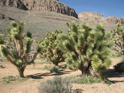 Joshua Trees