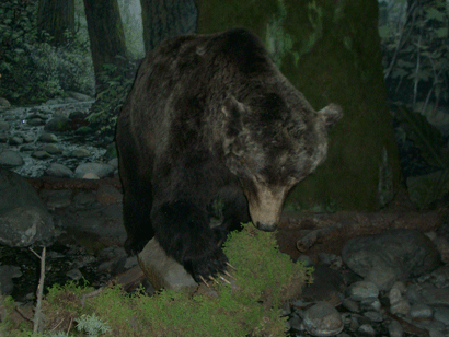 Grizzly Bear at Royal BC Museum