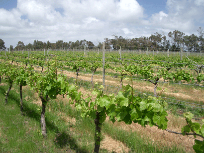 Vines for the wines