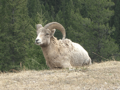 Mountain Goat