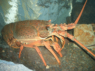Packhorse Lobster
